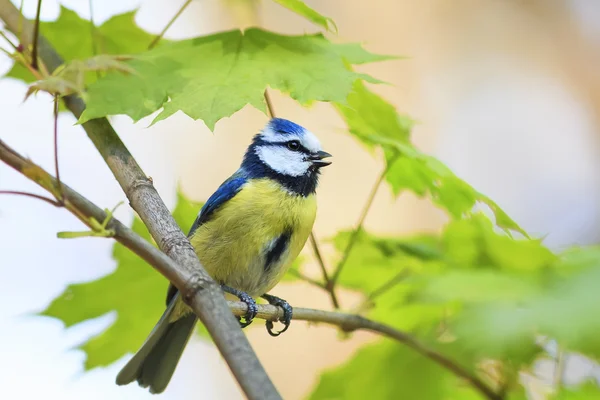 PARK  Spring Bird