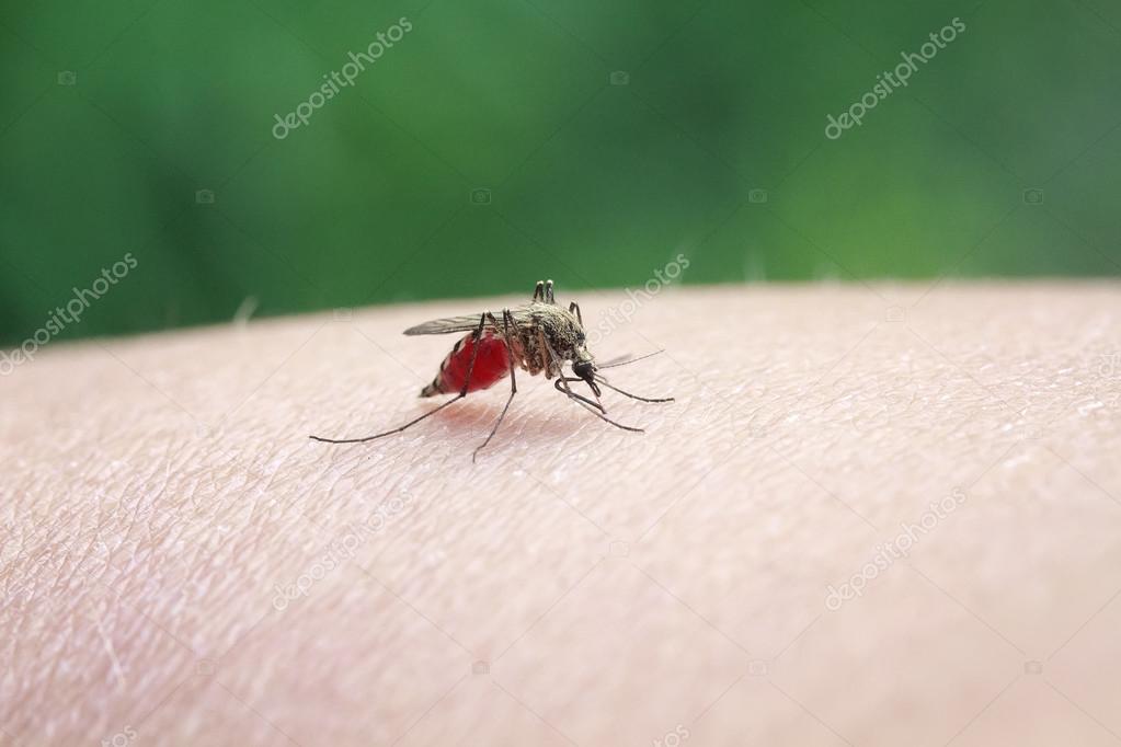 Desagradable pequeño mosquito sentado en su mano y bebe la ...
