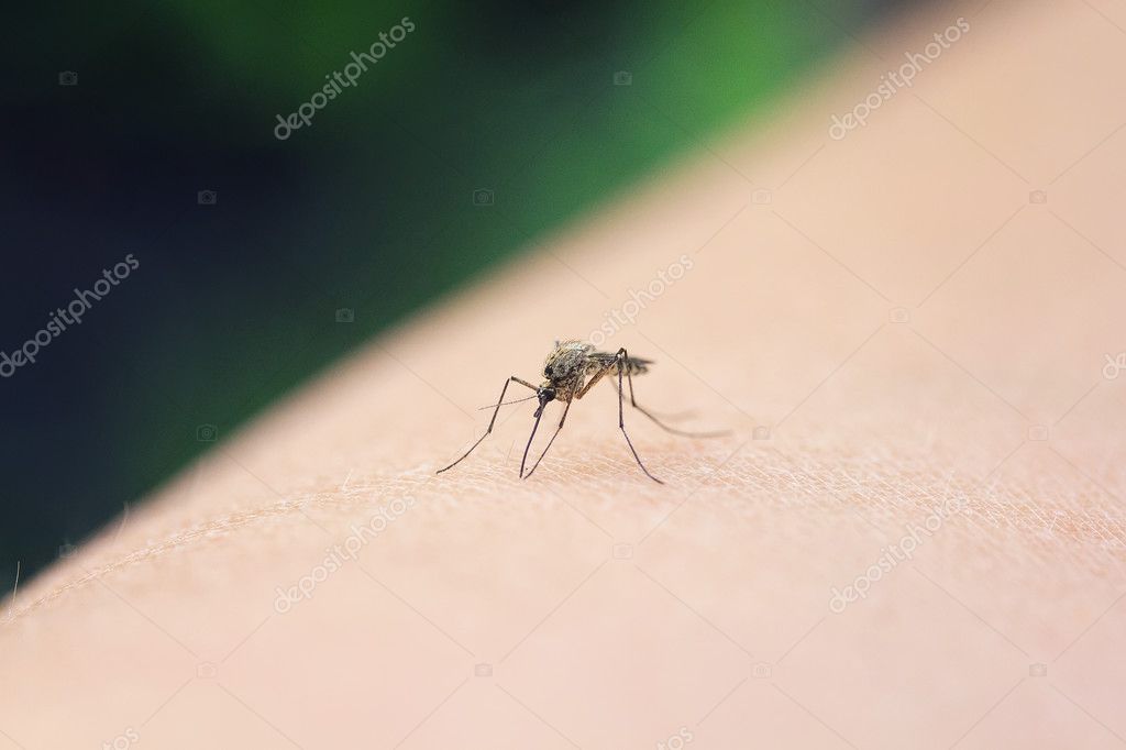 Nasty Little Mosquito Sitting On Her Hand And Drinks The Blood Stock Photo By C Nataba16 Nasty Little Mosquito Sitting On Her Hand And Drinks The Blood Stock Photo By C Nataba16