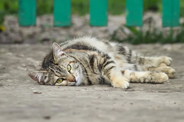 cute tabby cat plays lying on the street in the summer