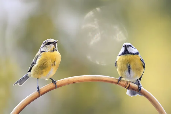 two birds of a blue tit sitting on a branch facing each other and looking up
