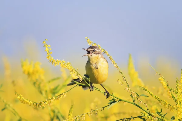 bird the yellow Wagtail sings the song on the bright summer meadow