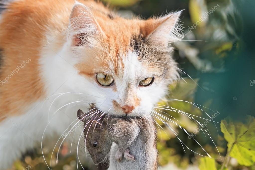 grey ginger cat