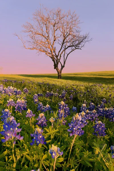 Kır çiçeği Bluebonnet Texas