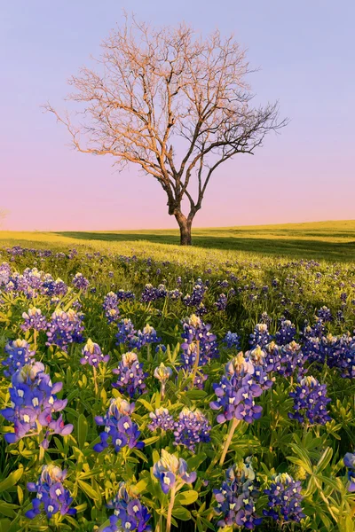 Kır çiçeği Bluebonnet Texas