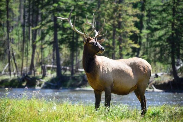 Yellowstone Millî Parkı Wyoming Elk yaban hayatı