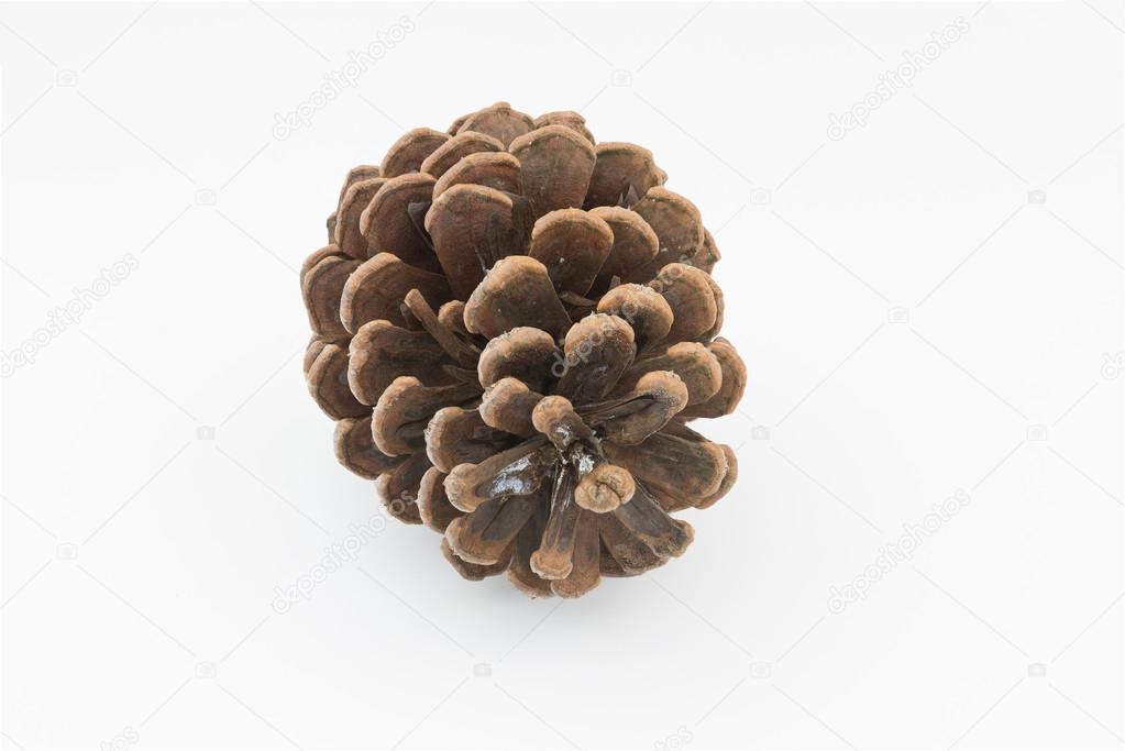 brown pine cone isolated white background