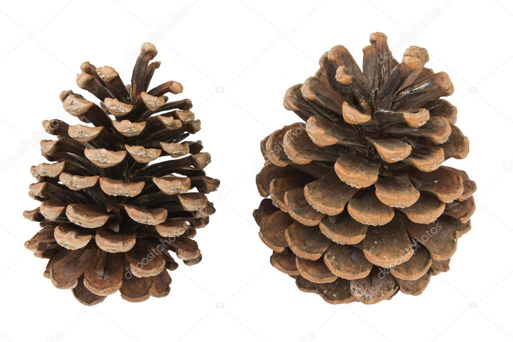 brown pine cones isolated white background