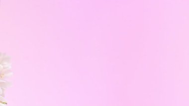 Beyaz elma çiçekleri yumuşak pembe arka plana zarifçe düşer. Hassas yapraklı romantik bahar ağır çekim videosu. Baharın gelişi ve kutlanması kavramı. Dikey görüntüler