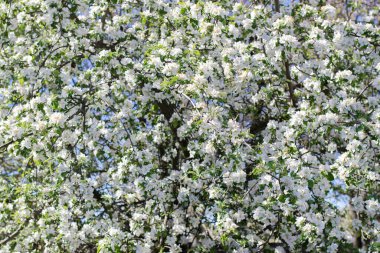 Açılmamış pembe tomurcuklu beyaz çiçekler baharda elma ağacı dallarını süslüyor. Çiçekli elma dalı. Elma çiçeği. Bahar doğasının güzel çiçekli görüntüsü. Bahar arkaplanı.