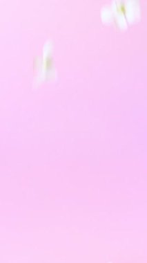 Beyaz elma çiçekleri yumuşak pembe arka plana zarifçe düşer. Hassas taç yaprakları ve mevsimsel atmosferli romantik bahar ağır çekim videosu. Baharın gelişi ve kutlanması kavramı