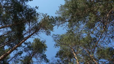 Karelya çam ormanlarının ve gökyüzünün doğası