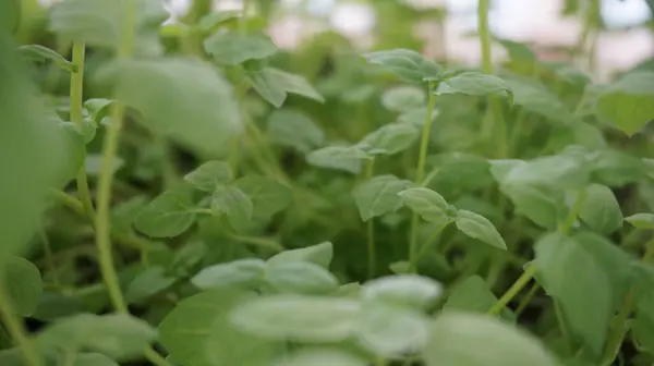 Pencere eşiğindeki nane şekeri bitkileri