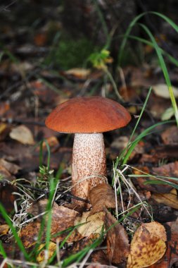 Mantar portakal kaplamalı boletus ormanda yetişiyor.