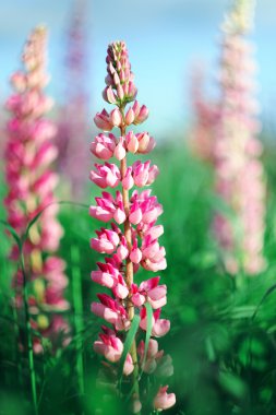 pembe kurt çiçek çayır kapat