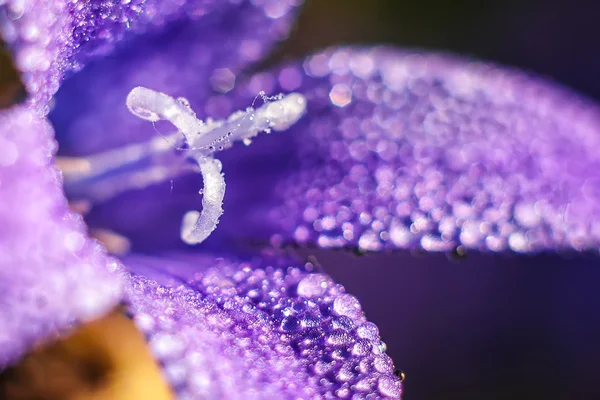 Gocce di rugiada su bel fiore viola da vicino — Foto Stock