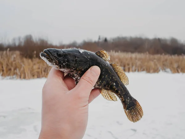 Perccottus glenii pescado capturado en la pesca de invierno en la mano de un pescador — Foto de Stock