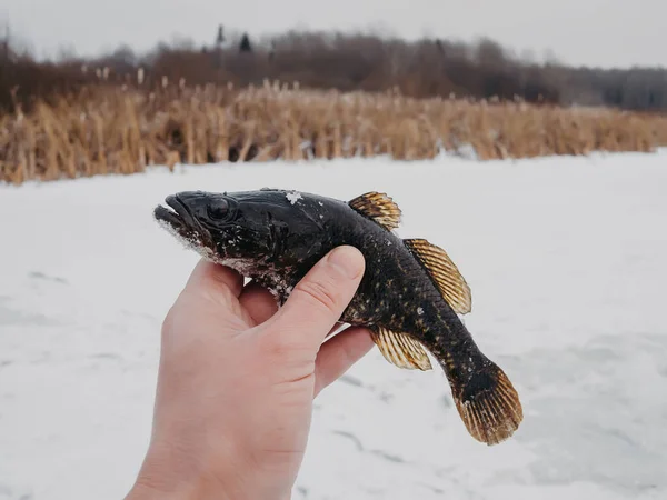 Winter fishing fish Perccottus glenii in the hand of a fisherman — Stock Photo, Image
