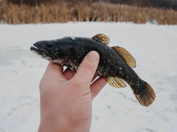 Perccottus glenii egy halász kezében lévő, téli halászaton kifogott hal — Stock Fotó