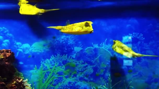 Gele vis Lactoria cornuta zwemt onder blauw water — Stockvideo