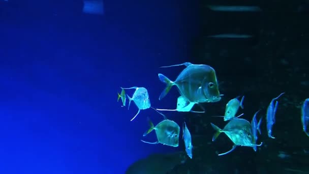 塞林鱼在水下游动 — 图库视频影像