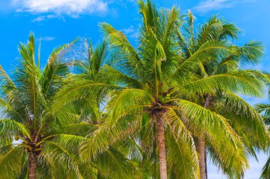 Hindistan cevizleri palmiye ağaçlarında yetişiyor arka planda mavi gökyüzü yazın tropiklerde