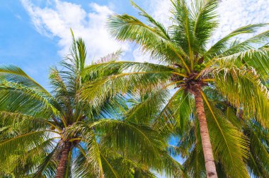 Arka planda palmiye ağaçlarında yetişen yeşil hindistan cevizleri yazları tropiklerde mavi bir gökyüzü