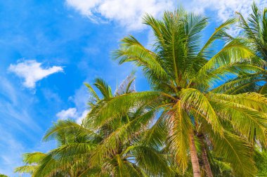 Arka plandaki palmiye ağaçlarında hindistan cevizleri yazları tropiklerde mavi gökyüzü