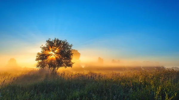 Árbol solitario en el campo con luz solar —  Fotos de Stock