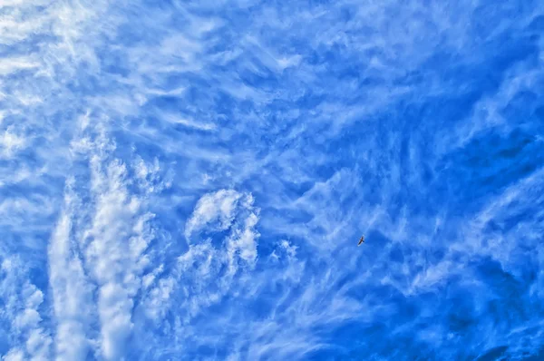 Un'oca che vola in alto nel cielo blu — Foto Stock