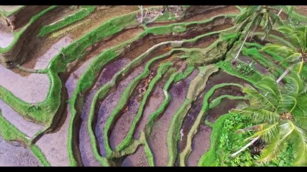 Rýžové terasy na Bali — Stock video