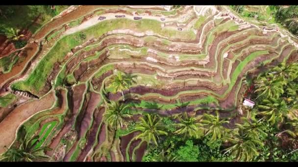 Reisterrassen auf Bali — Stockvideo