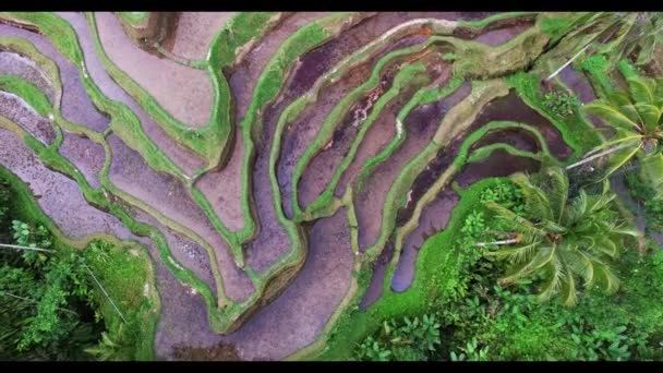 Rice terraces in Indonesia — Stock Video