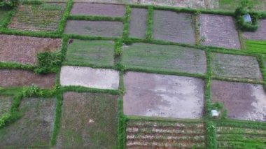 Teras pirinç tarlaları sabah Sunrise