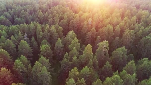 Skog i mitten av Sibirien — Stockvideo