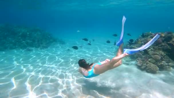 Mavi mayolu genç bir kadın kristal okyanuslarda mercan resifleriyle dalıyor.. — Stok video