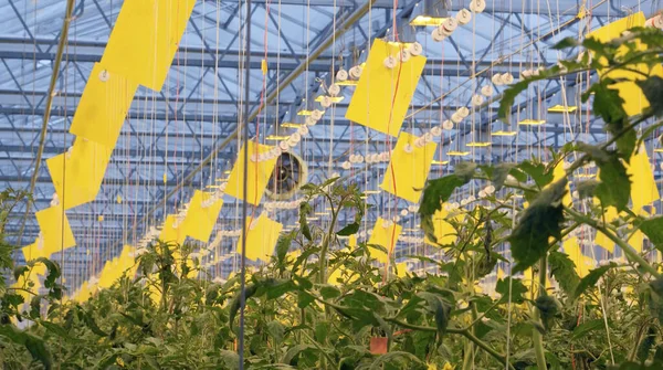 Serada büyüyen domatesler. Organik sebze bahçesi. Domates demeti.