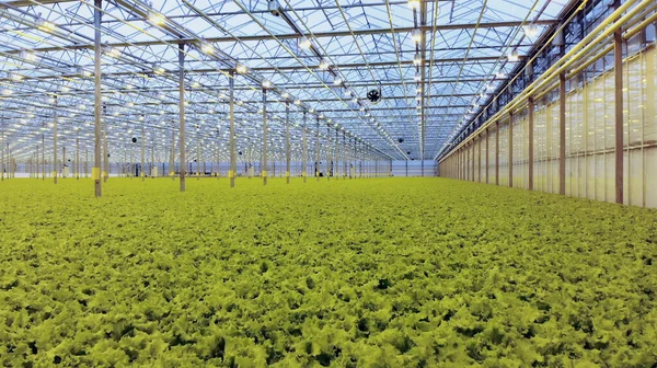 Tomatoes growing in a greenhouse. Organic vegetable greenhouse garden. Tomato bunch. — Stock Photo, Image