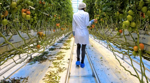 Tomater som växer i ett växthus. Ekologisk grönsaksträdgård. Tomatgäng. — Stockfoto