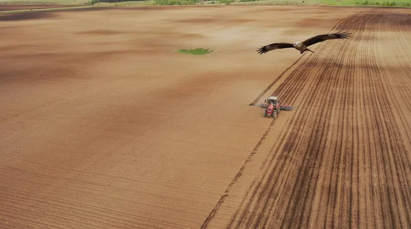 Luchtfoto van de trekker in het veld, veldwerk in de landbouw, zaaien in het veld bij zonsondergang — Stockfoto