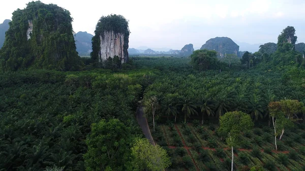 AERIAL. Landscape of Thailand Mountain Road. Flight above palms trees and road. — Stock Photo, Image