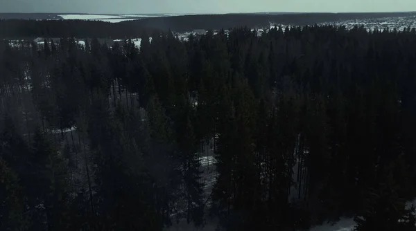 Flybilde. Mystisk skog om natten og tåke. Måneskinn og trær skygge. – stockfoto