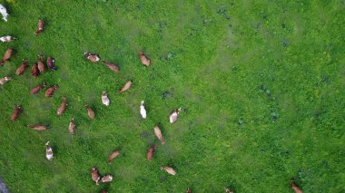 İsviçre 'de yeşil otlaktaki ineklerin hava manzarası