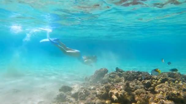 Mladá žena v modrých plavkách potápění v křišťálových oceánech vody s korálovými útesy. — Stock video