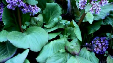 Bergenia çiçekleri. Saxifragaceae Ailesi. Bergenia 'nın pembe çiçekleri