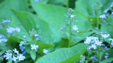 Myosotis sylvatica blue Beni doğada unutun