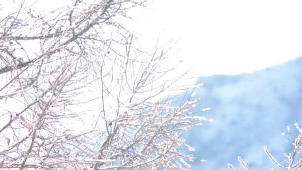 Лиственница зимой. Фоновая панорама. Алтайские горы — стоковое видео