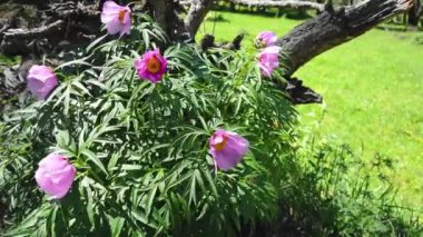 Taiga Ormanı 'ndaki Paeonia anomalisi. Yakın plan.