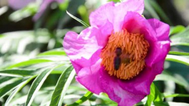 Şakayık çiçekli peeonia ve vahşi doğada arı - makro