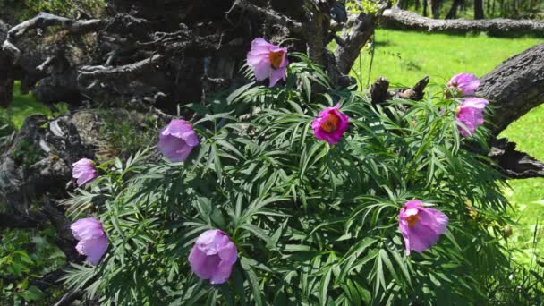 Paeonia anomala im Taiga-Wald aus nächster Nähe — Stockvideo